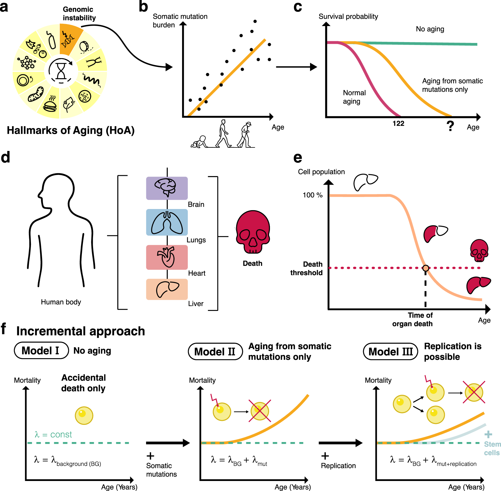 체세포 돌연변이 수명 모델 개념도(Fig.1) · 출처 npj Aging, Efimov et al.